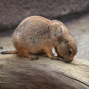 Black-tailed prairie dog (Cynomys ludovicianus), 2023-10-07