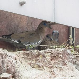 White-winged dove (Zenaida asiatica) nest, 2023-10-07