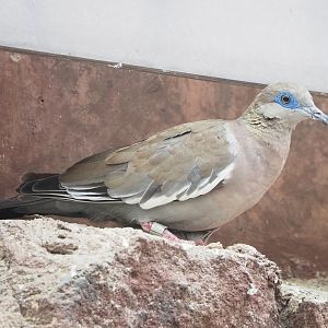 White-winged dove (Zenaida asiatica), 2023-10-07