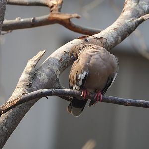White-winged dove (Zenaida asiatica), 2023-10-07