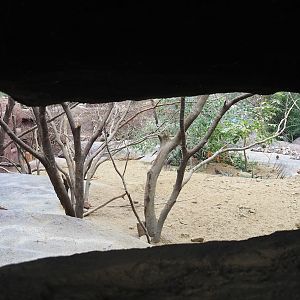 Collared peccary, North American porcupine and Black-tailed prairie dog exhibit, 2023-10-07
