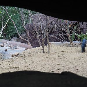 Collared peccary, North American porcupine and Black-tailed prairie dog exhibit, 2023-10-07