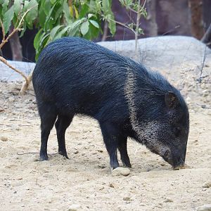 Collared peccary (Dicotyles tajacu), 2023-10-07