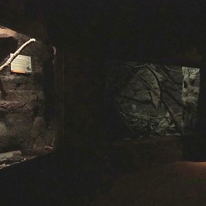 Ringtail exhibit, 2023-10-07