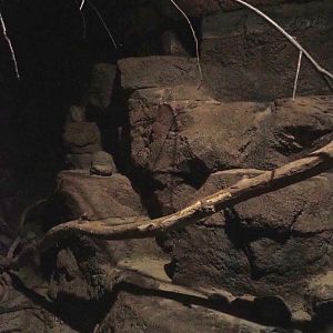 Ringtail exhibit, 2023-10-07