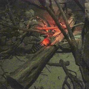 Ringtail exhibit, 2023-10-07