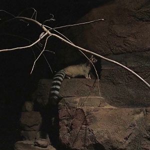 Ringtail (Bassariscus astutus), 2023-10-07