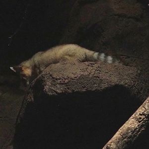 Ringtail (Bassariscus astutus), 2023-10-07