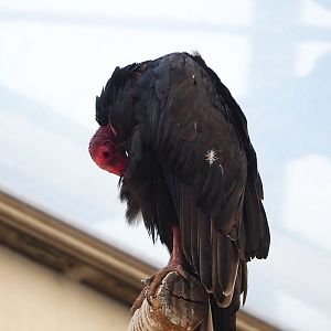 Turkey vulture (Cathartes aura), 2023-10-07