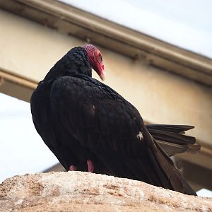 Turkey vulture (Cathartes aura), 2023-10-07