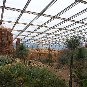 Desert - Landscape at edge of oasis area and large vulture rock, 2023-10-07