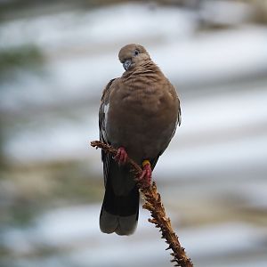 White-winged dove (Zenaida asiatica), 2023-10-07