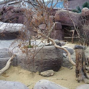 Collared peccary, North American porcupine and Black-tailed prairie dog exhibit, 2023-10-07