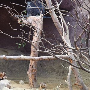 North American porcupine (Erethizon dorsatum) and Black-tailed prairie dog (Cynomys ludovicianus), 2023-10-07