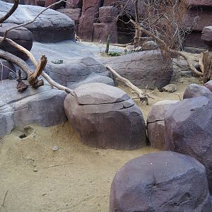 Collared peccary, North American porcupine and Black-tailed prairie dog exhibit, 2023-10-07