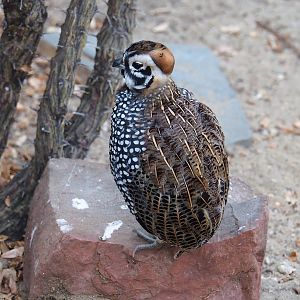 Montezuma quail (Cyrtonyx montezumae), 2023-10-07