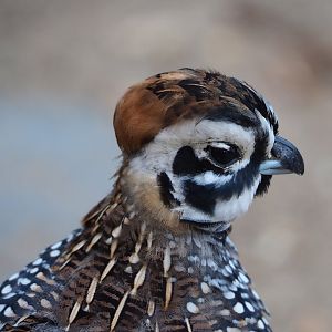 Montezuma quail (Cyrtonyx montezumae), 2023-10-07