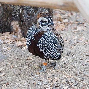 Montezuma quail (Cyrtonyx montezumae), 2023-10-07