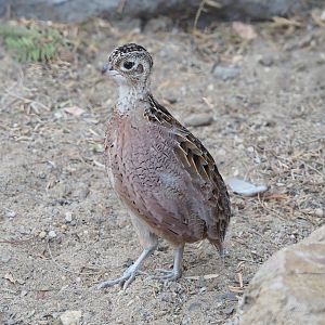 Female Montezuma quail (Cyrtonyx montezumae), 2023-10-07