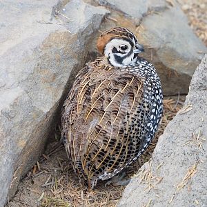 Montezuma quail (Cyrtonyx montezumae), 2023-10-07
