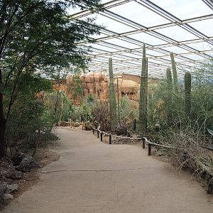 Desert - Walkway and landscape with Saguaro cacti, 2023-10-07