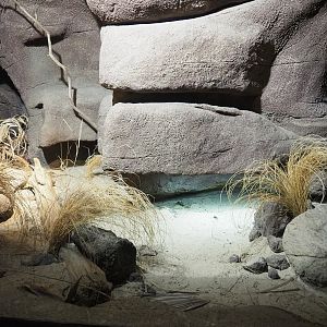 Gila monster terrarium, 2023-10-07