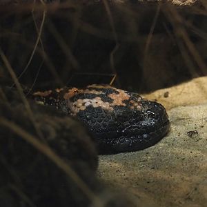 Gila monster (Heloderma suspectum), 2023-10-07