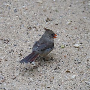 Female Northern cardinal (Cardinalis cardinalis), 2023-10-07