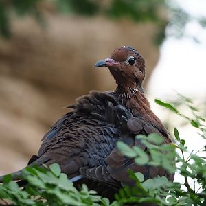 Socorro dove (Zenaida graysoni), 2023-10-07