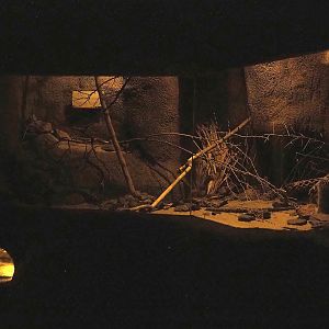 Cactus deermouse exhibit, 2023-10-07