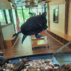 Croydon Creek Nature Center (MD) - Red-eared Slider