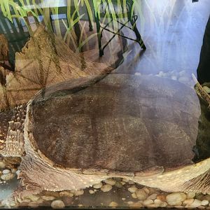 Croydon Creek Nature Center (MD) - Common Snapping Turtle