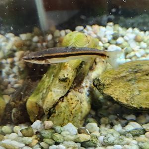 Croydon Creek Nature Center (MD) - Blacknose Dace