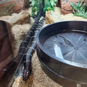 Croydon Creek Nature Center (MD) - Eastern King Snake