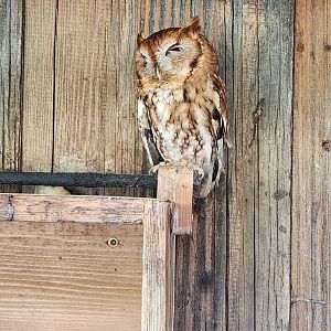Croydon Creek Nature Center (MD) - Eastern Screech Owl