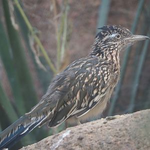 Greater roadrunner (Geococcyx californianus), 2023-10-07