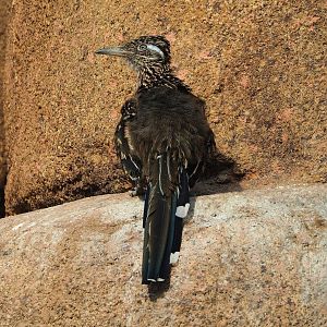 Greater roadrunner (Geococcyx californianus), 2023-10-07