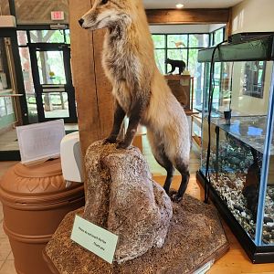 Croydon Creek Nature Center (MD) - Red Fox taxidermy