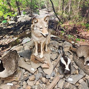 Croydon Creek Nature Center (MD) - Wildlife of Maryland diorama