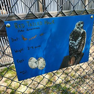 Carrie Murray Nature Center (MD) - Red-tailed Hawk painted signage