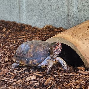 Carrie Murray Nature Center (MD) - Eastern Box Turtle