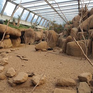 Desert - Original, now secondary Collared peccary exhibit, 2023-10-07