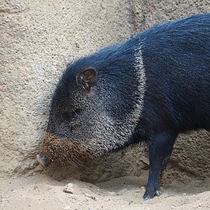 Collared peccaries (Dicotyles tajacu), 2023-10-07