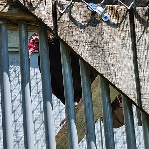 Carrie Murray Nature Center (MD) - Turkey Vulture