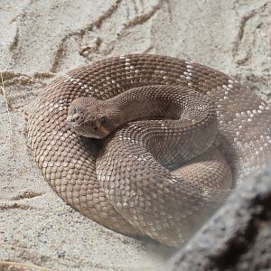 Red diamond rattlesnake (Crotalus ruber), 2023-10-07