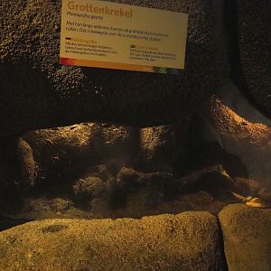 Cave cricket terrarium, 2023-10-07