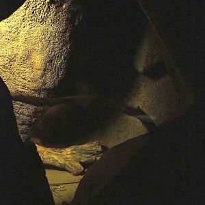 Hispid cotton rat exhibit, 2023-10-07