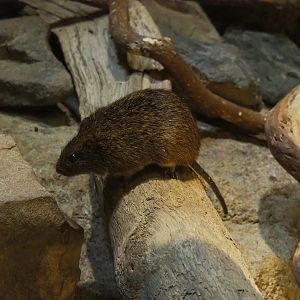 Hispid cotton rat (Sigmodon hispidus), 2023-10-07