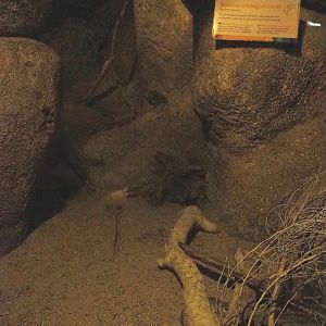 Merriam's kangaroo rat exhibit, 2023-10-07