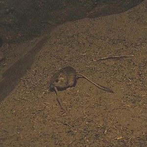 Merriam's kangaroo rat (Dipodomys merriami), 2023-10-07